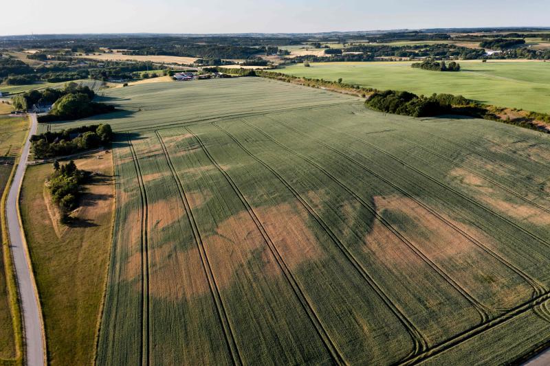 corn fields