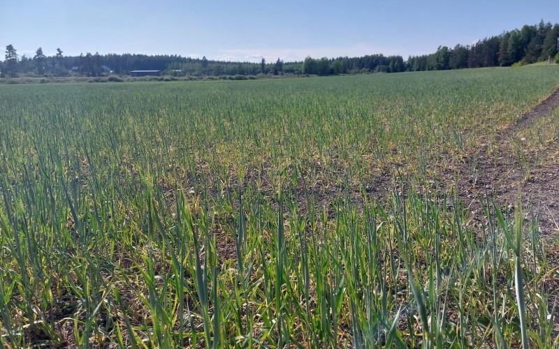 barley fields