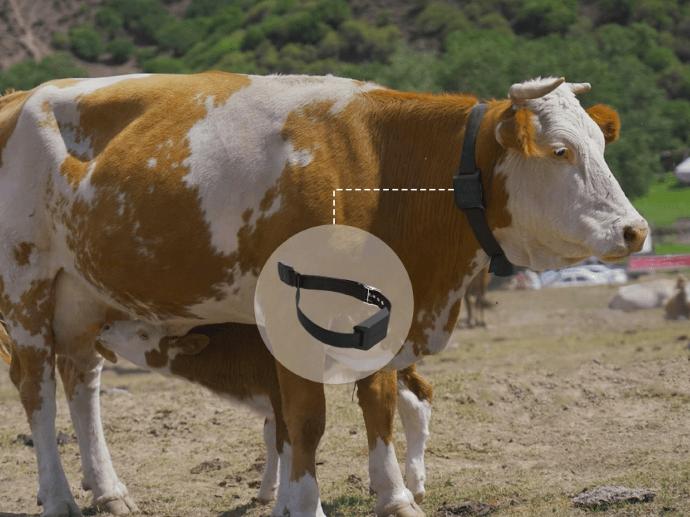 cow tracker