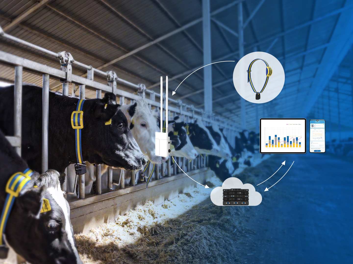 cow monitoring system
