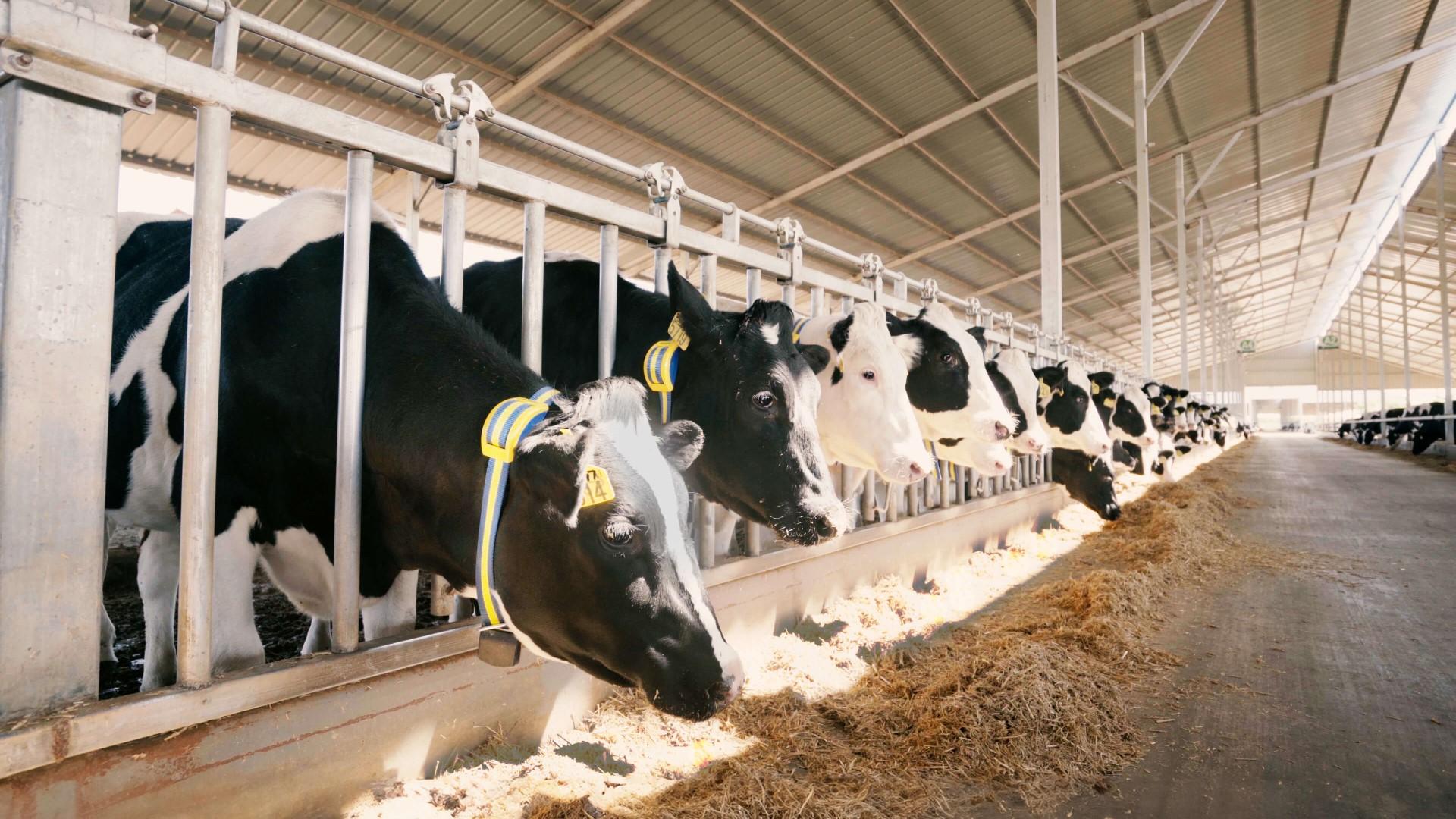 heat detection collar for cows