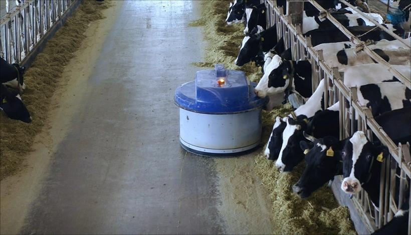 automatic cattle feeder
