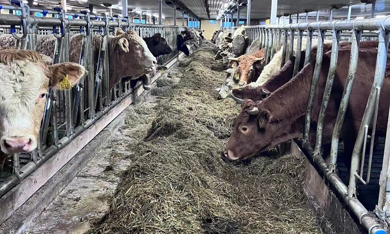 cattle feeding